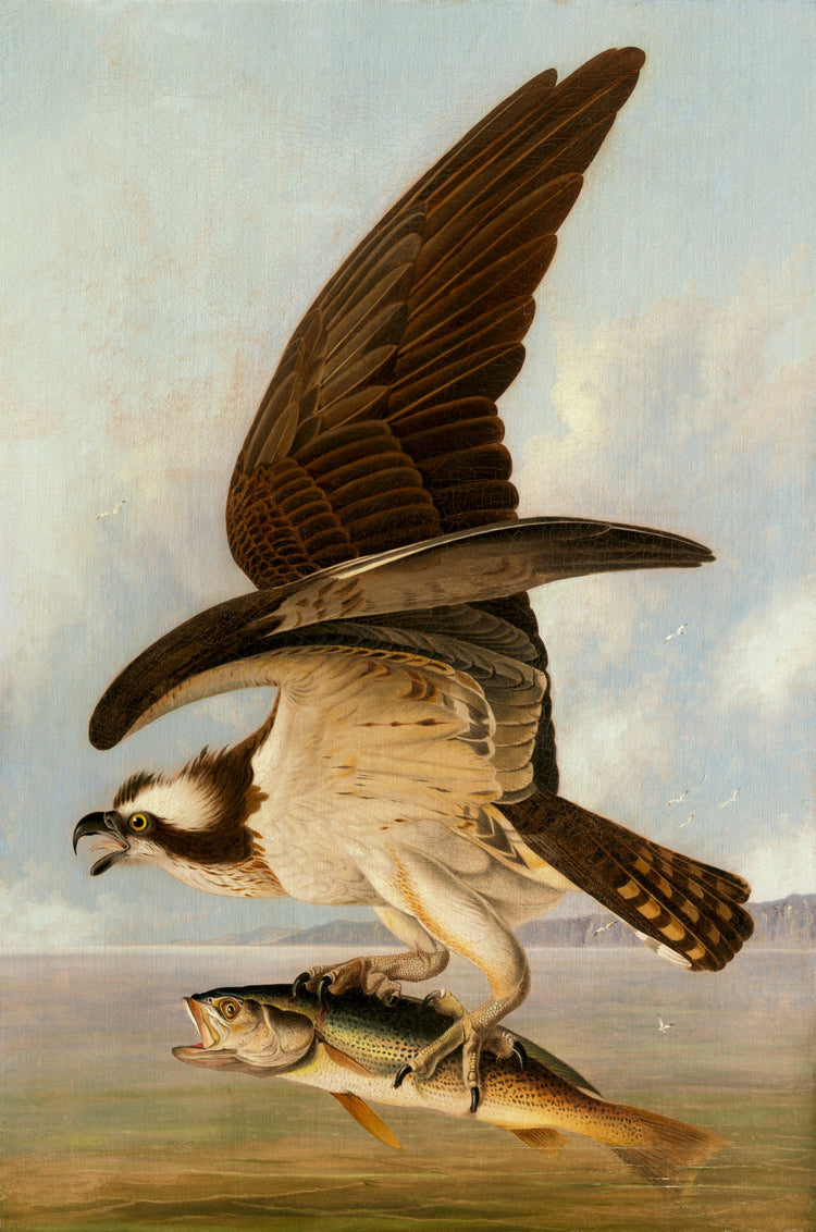 Osprey and Weakfish, John James Audubon, 1829 COLLECTION
